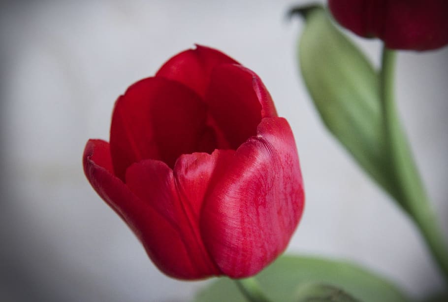 flower, tulip, red, freshness, flora, colorful, nature, flowering plant HD wallpaper