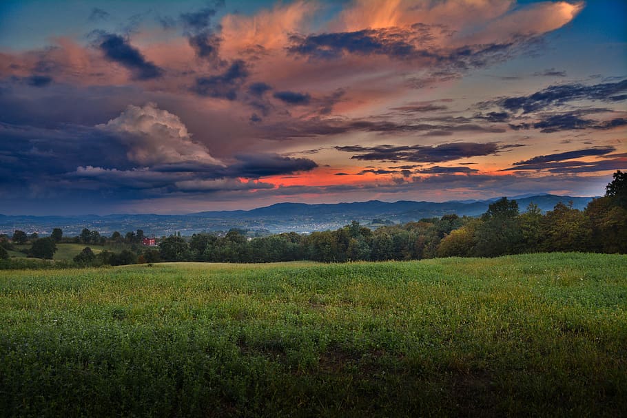 Green Grass Field during Golden Hour, clouds, environment, evening HD wallpaper