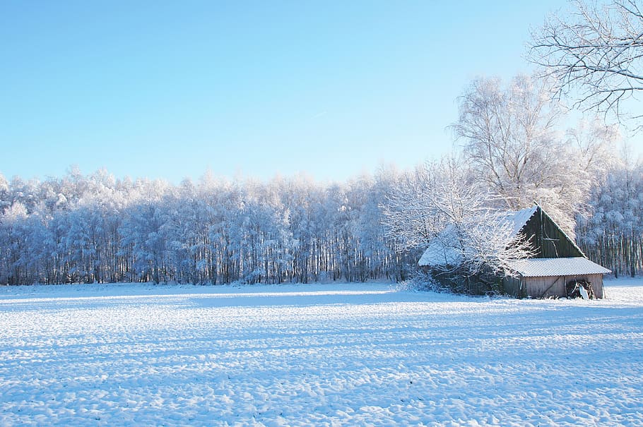 winter, forest, field, snow, cold, landscape, nature, barn HD wallpaper