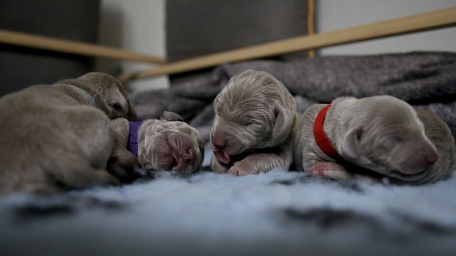 four gray puppies sleeping, mammal, animal themes, domestic, pets HD wallpaper