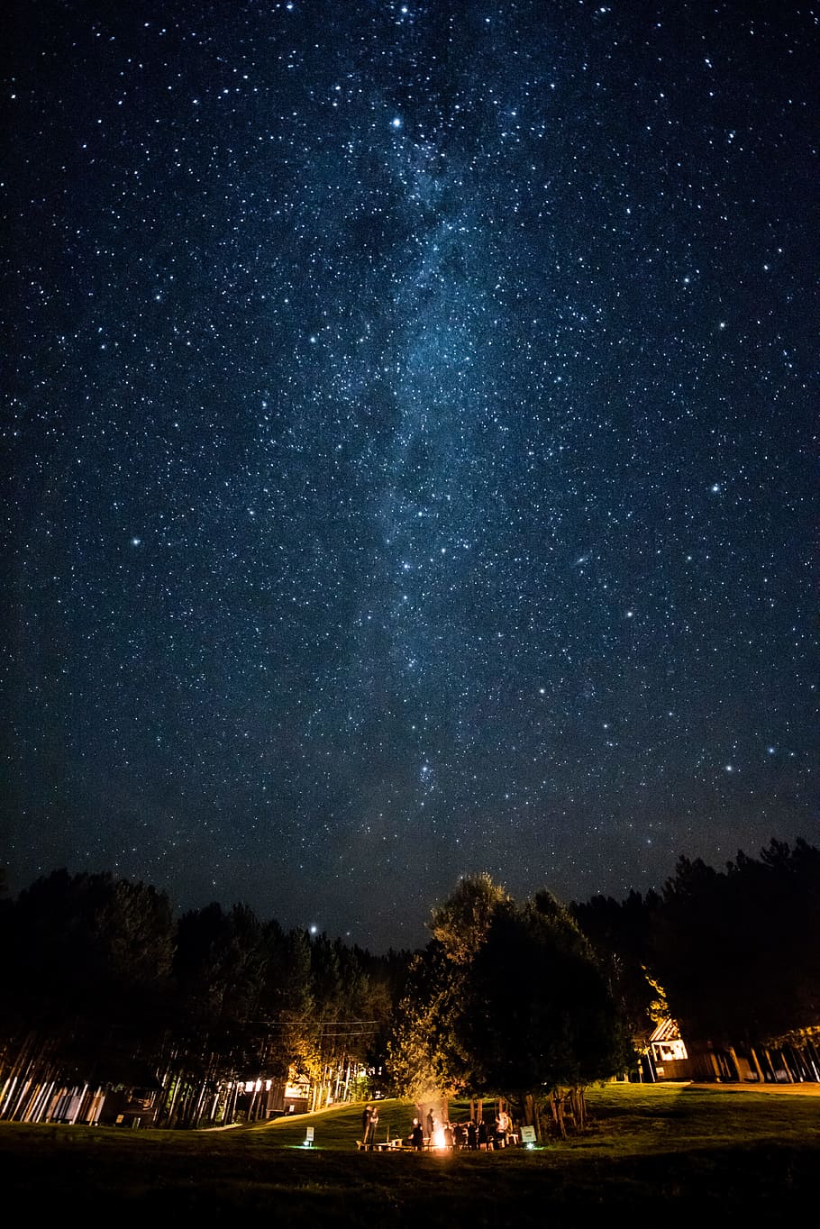 brown trees under starry night, sky, starlight, camp, campsite