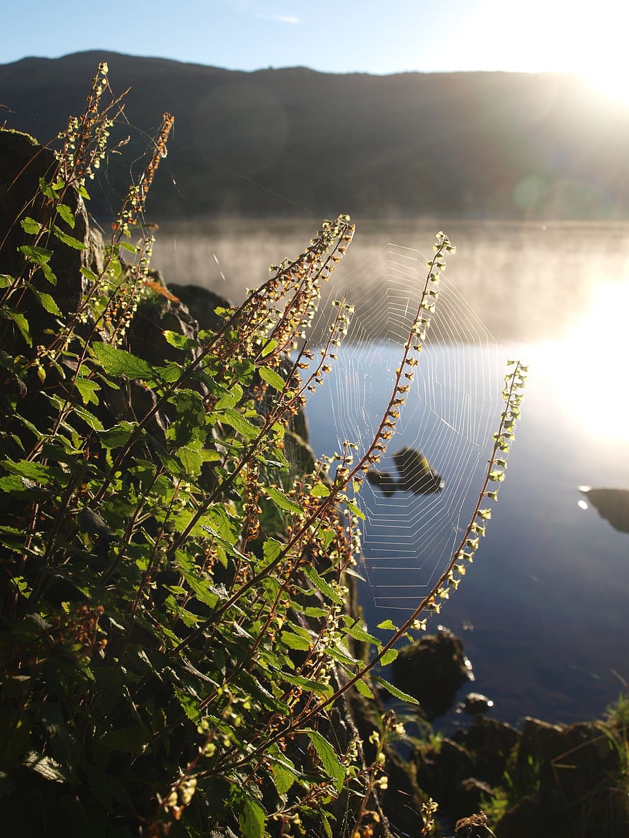 spider web, lake, mist, cobweb, morning, conniston water, england HD wallpaper