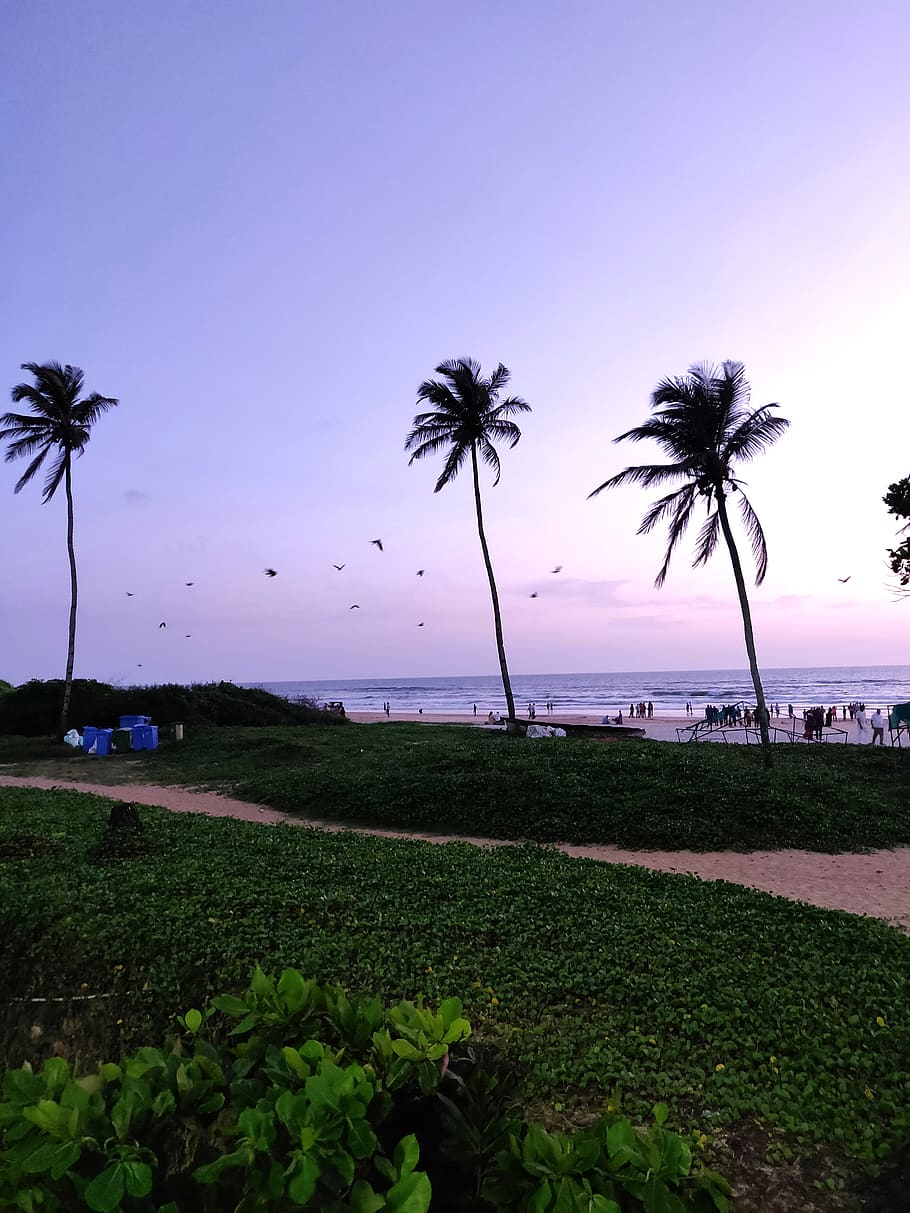 Palm Trees on Grass Field, beach, coconut trees, daylight, daytime HD wallpaper