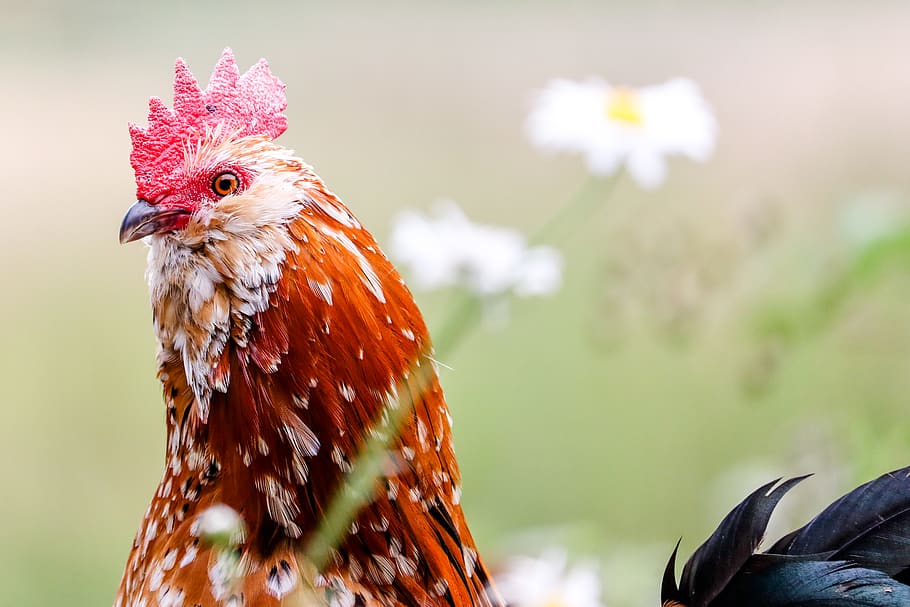 brown rooster, animal themes, bird, vertebrate, one animal, livestock HD wallpaper