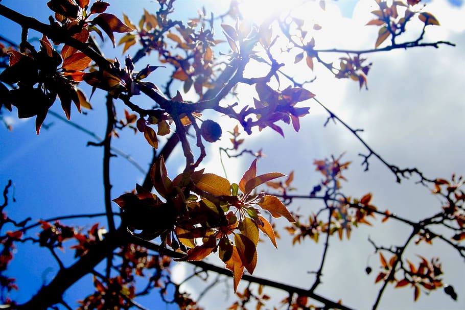 leaves, tree, sky, fall, autumn, sun, sunlight, clouds, nature HD wallpaper