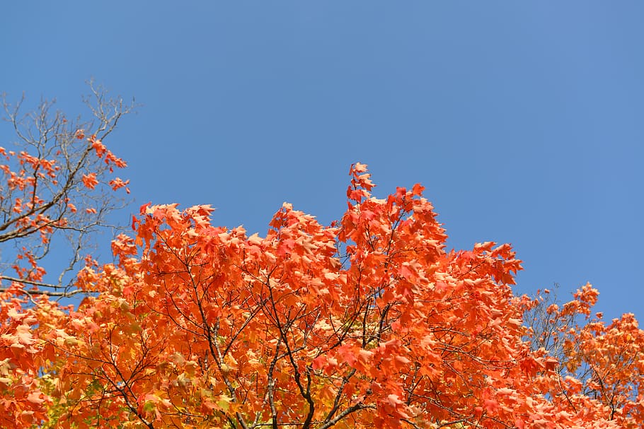 orange leafy tree during daytime, autumn, sky, plant, change HD wallpaper