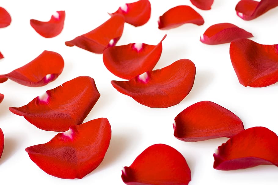 con2011, flower, fresh, gift, isolated, petals, photo, red HD wallpaper