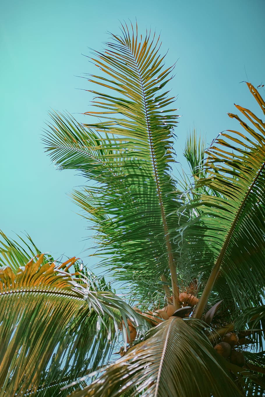 view of coconut tree under clear sky, plant, arecaceae, palm tree, HD wallpaper