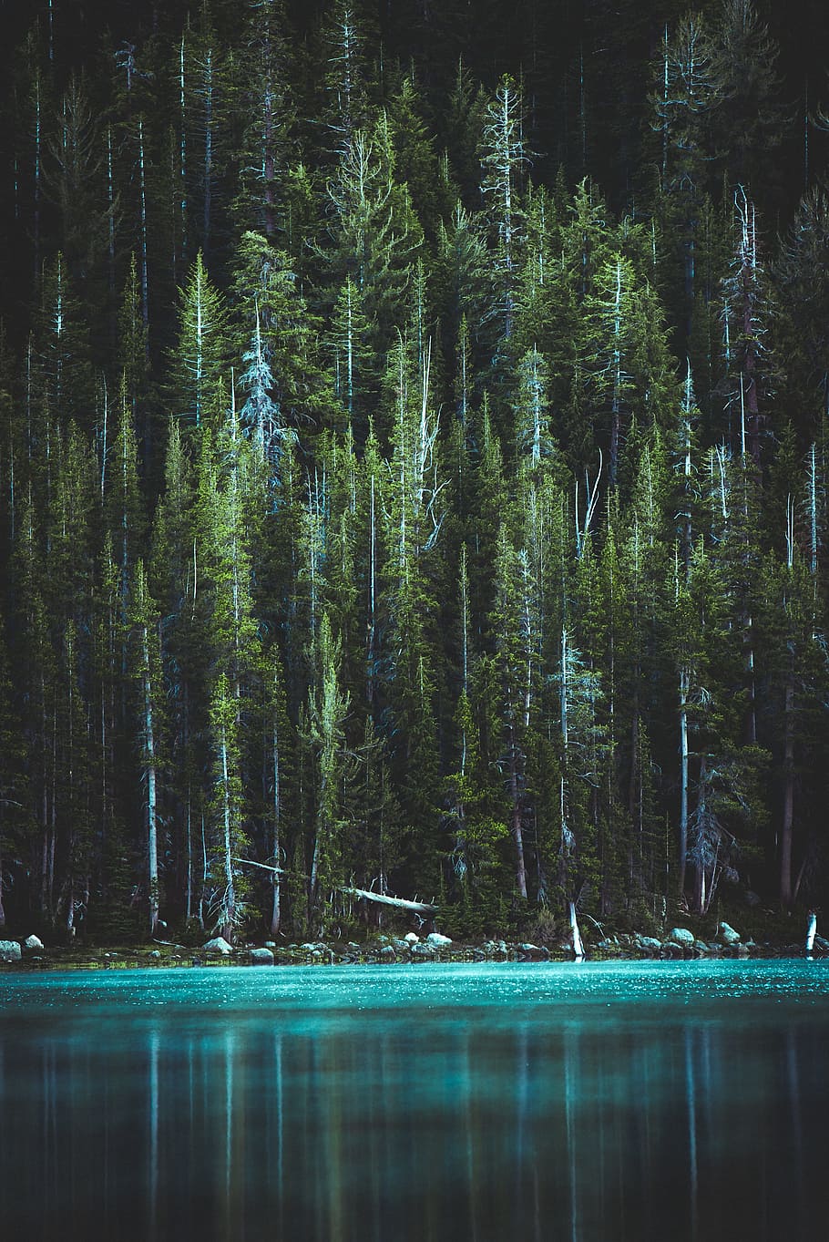 pine trees and blue lake, forest, conifer, green, dark, landscape HD wallpaper