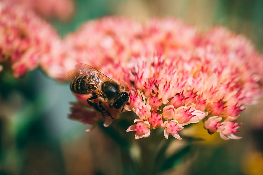 austria, schleedorf, flower, flowering plant, animal themes HD wallpaper