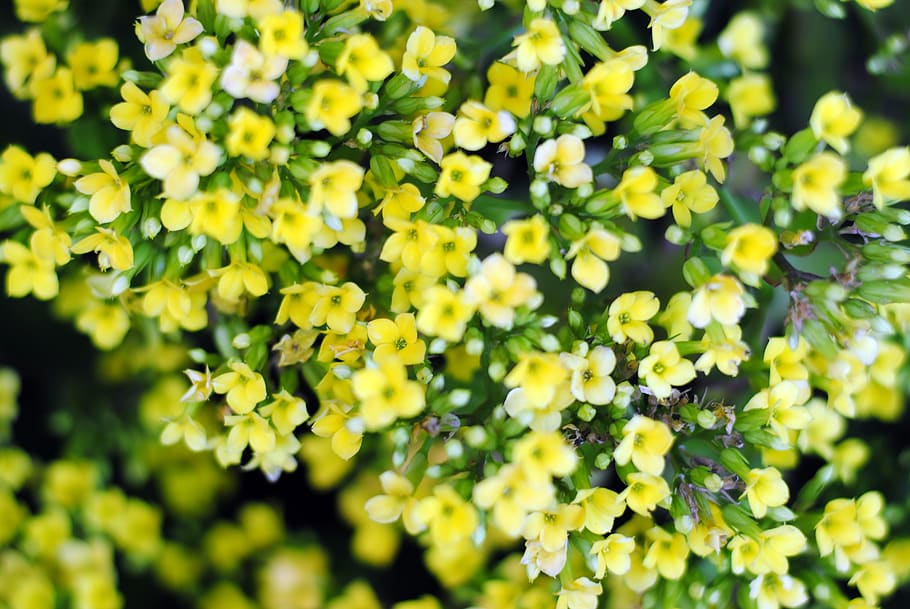 yellow, flower, tiny flower, blossom, flora, garden, flowering plant HD wallpaper