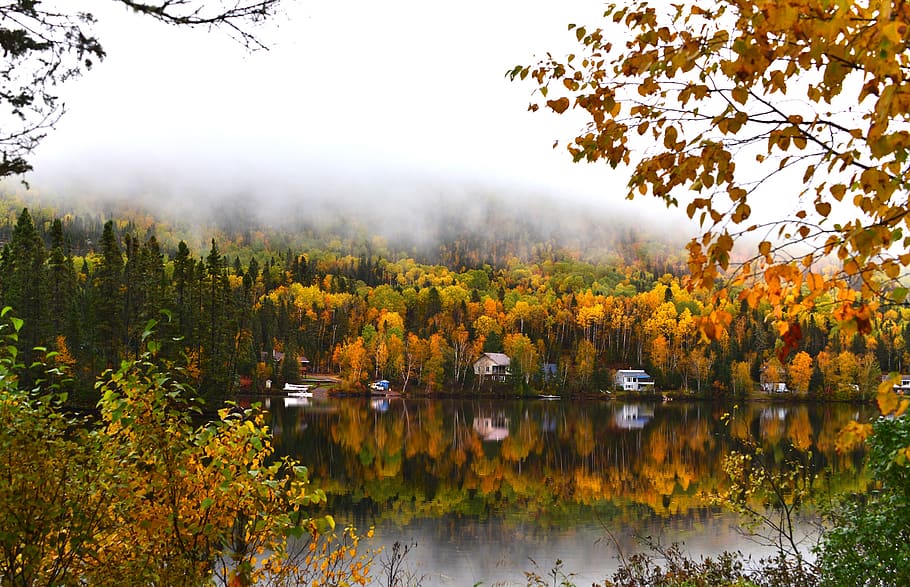 landscape, fall, nature, forest, leaves, fog, trees, colors HD wallpaper