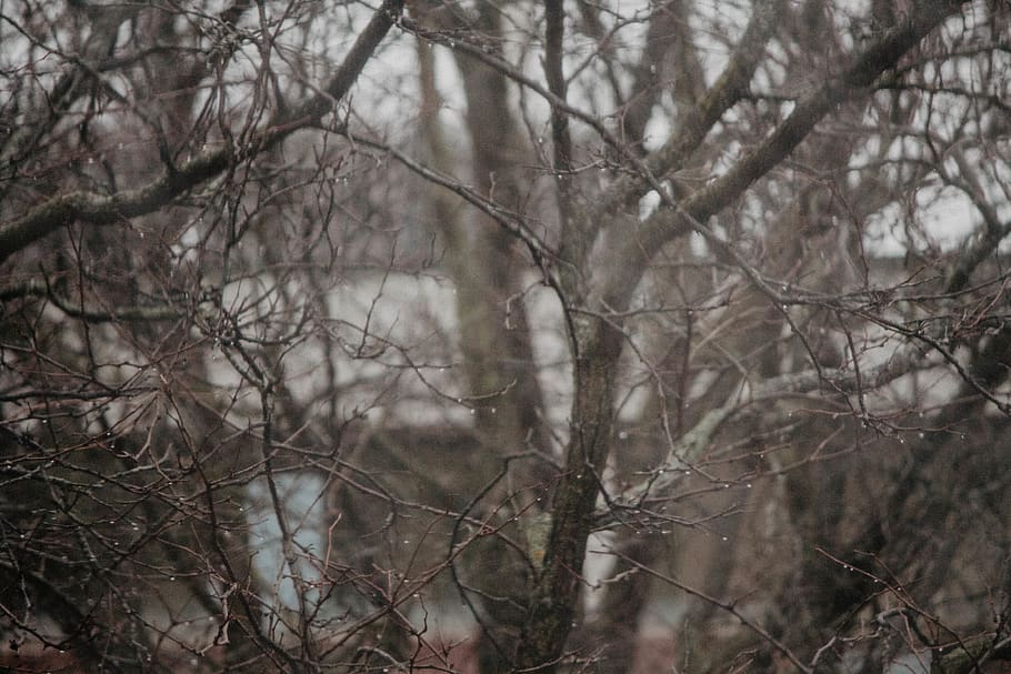 canada, guelph, rain, trees, forest, nature, water, plant, branch HD wallpaper