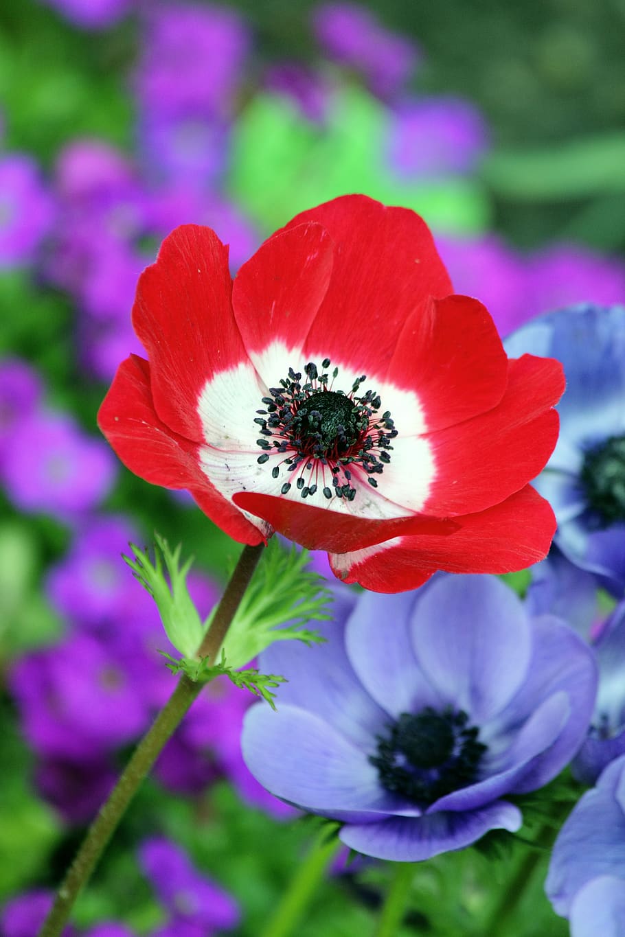 Red and White Petaled Flower Beside Purple Petaleed Flower, bloom HD wallpaper