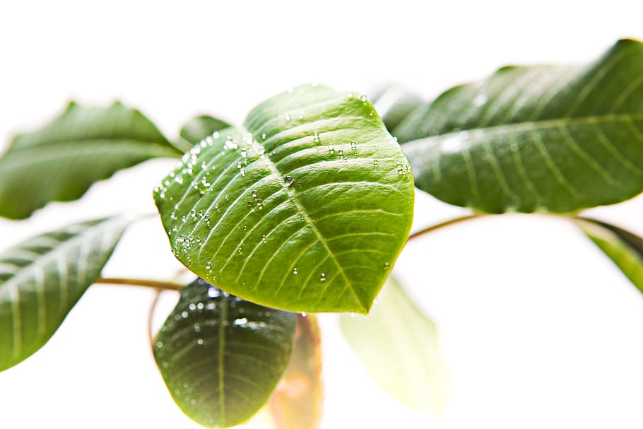 background, botany, flora, floral, flores, foliage, green, growing HD wallpaper