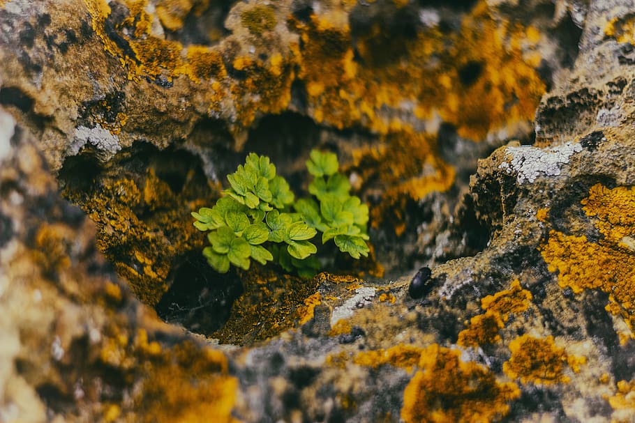 leaf, plant, rock, vegetation, algae, tornaszentandrás, tornai karszt, HD wallpaper