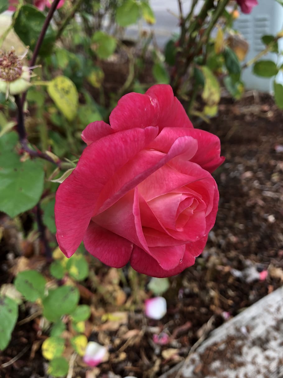 rose, pink, red, bloom, blossom, plant, roses, flowers, nature HD wallpaper