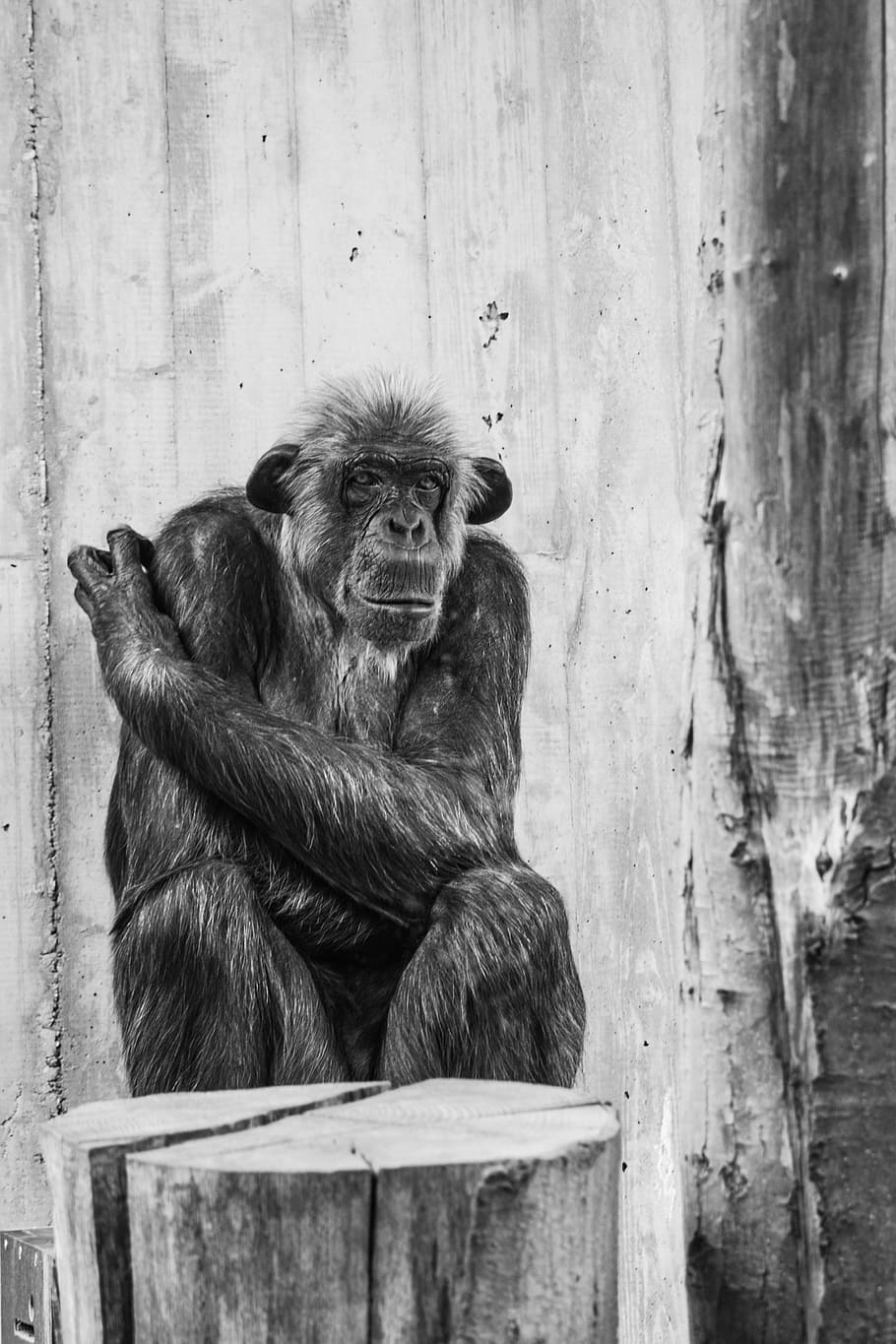 monkey, human, zoo, ape, animal, thoughtful, animal portrait HD wallpaper