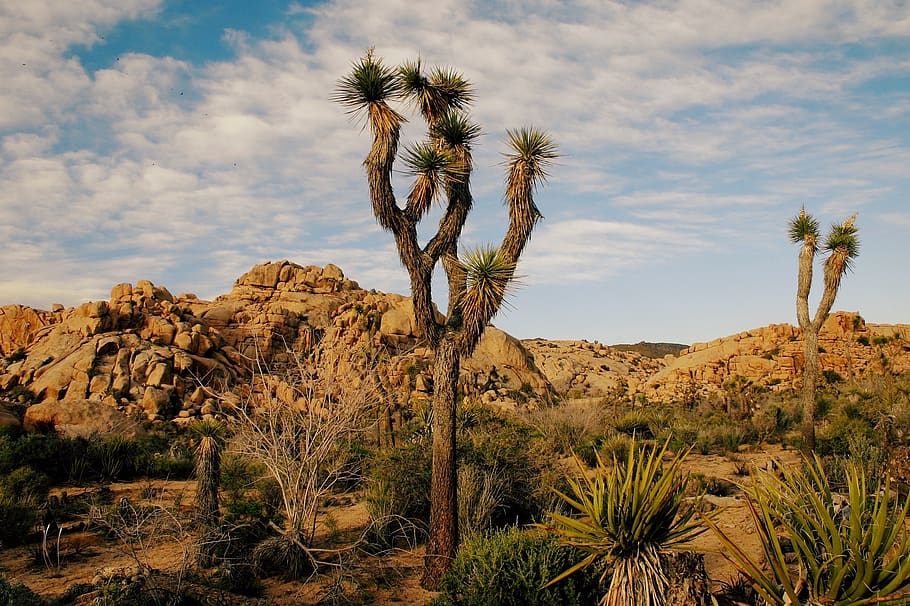 oasis under white clouds, plant, sky, rock, scenics - nature HD wallpaper