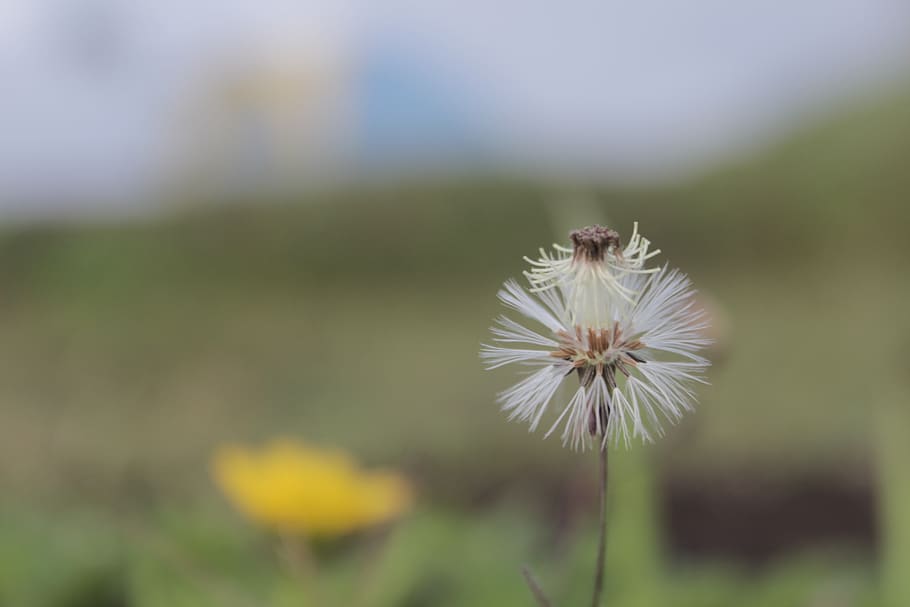 white, dandelion, bouquet, colored, flower, plant, blossom HD wallpaper