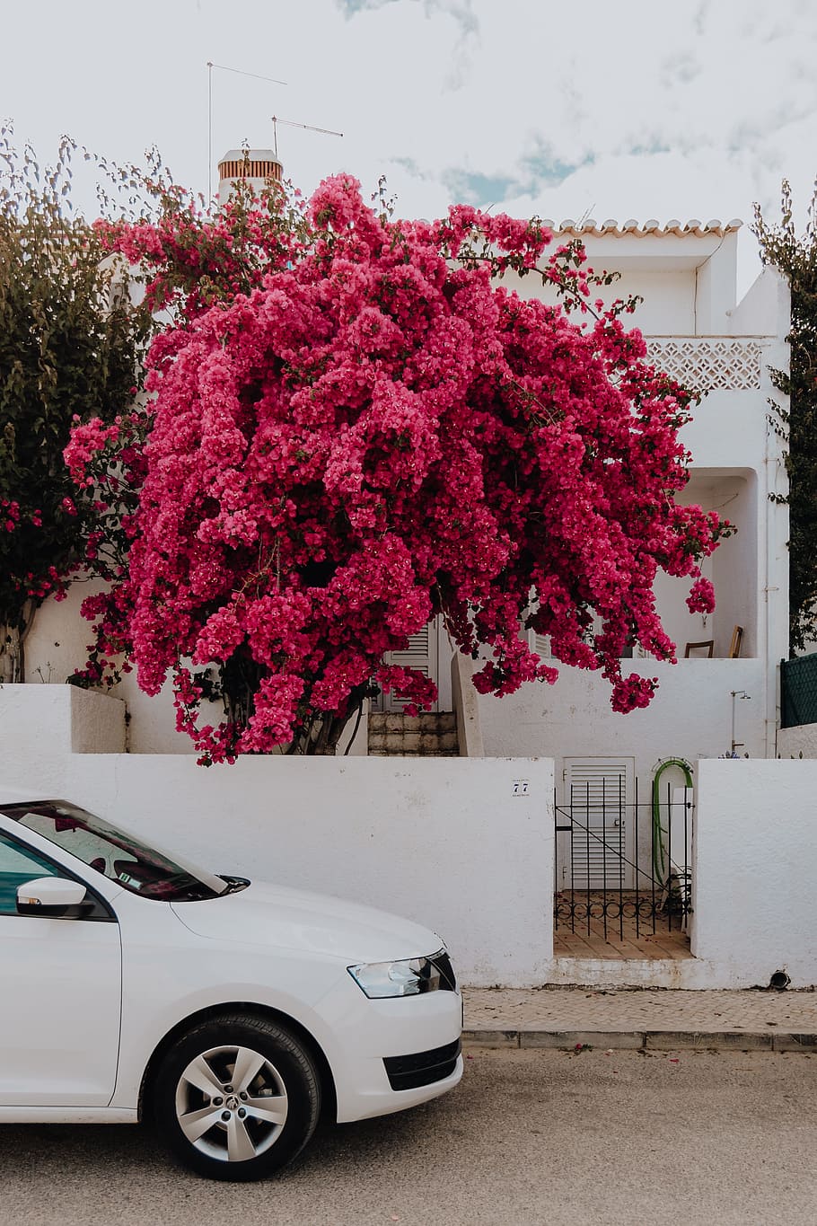 Pink bougainvillea flowers against the traditional Portuguese white house, HD wallpaper