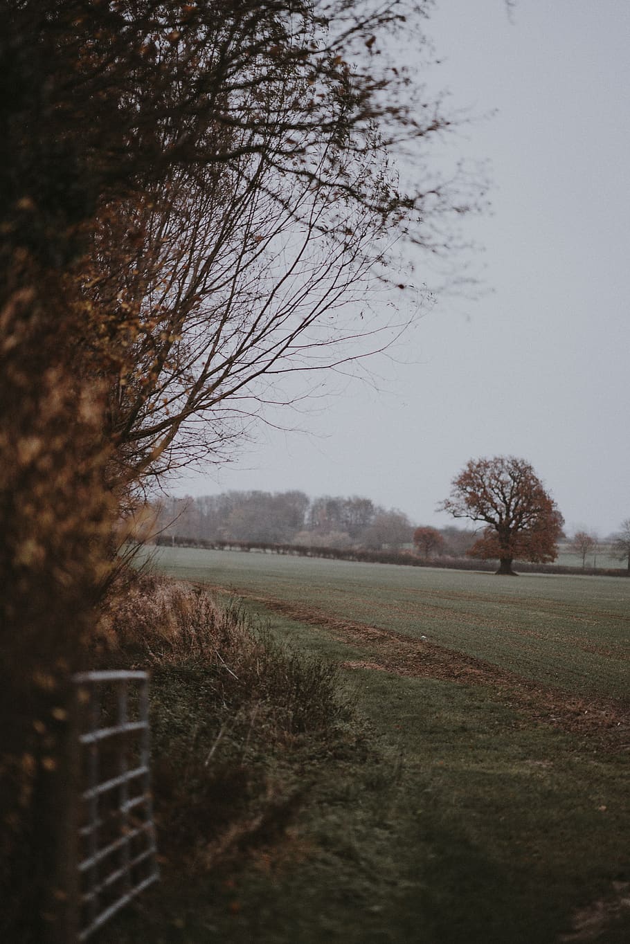green tree, plant, countryside, nature, tree trunk, ground, outdoors HD wallpaper