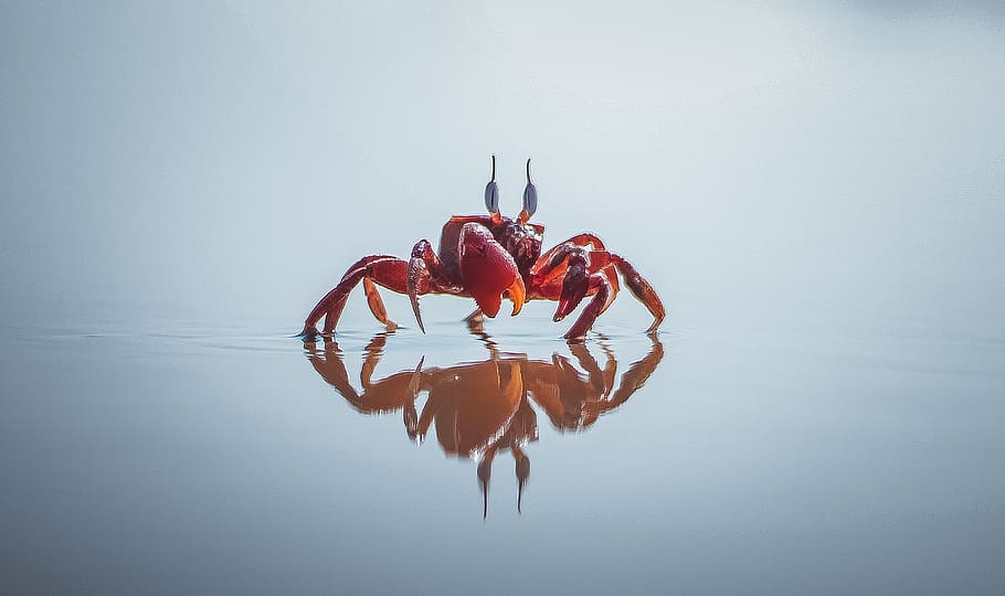Red Crab , animal, close-up, crustacean, outdoors, reflection HD wallpaper