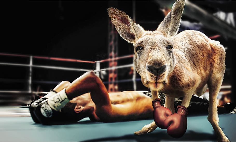 box, boxing match, kangaroo, boxing gloves, sport, marsupial