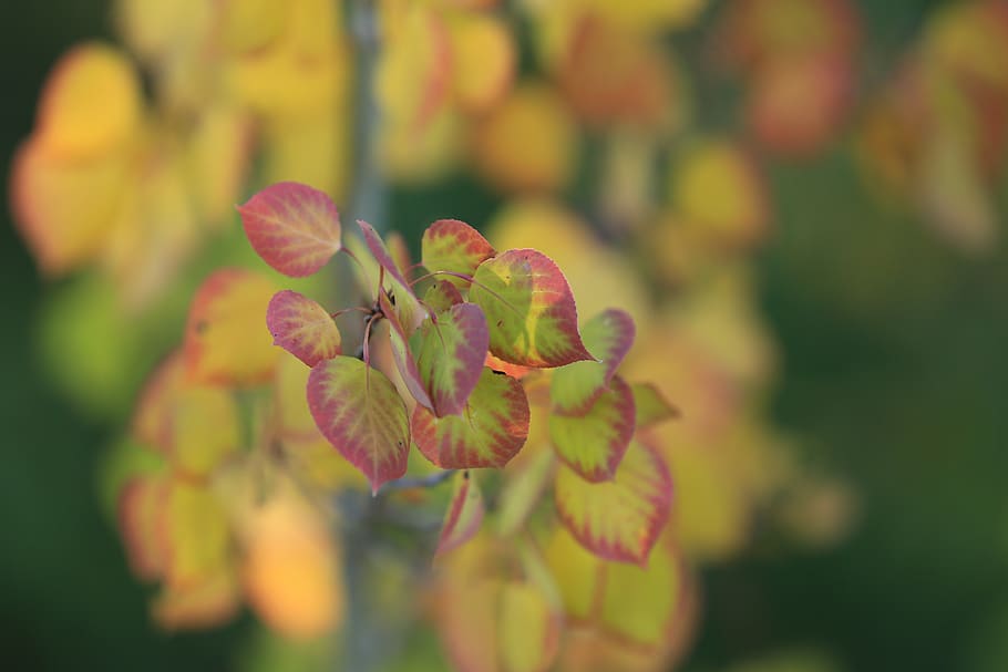 canada, lethbridge, plant, flower, growth, flowering plant HD wallpaper