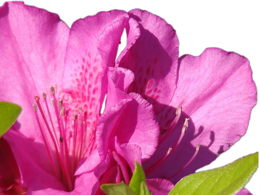 flower, nature, summer, spring, plant, garden, flora, beauty HD wallpaper