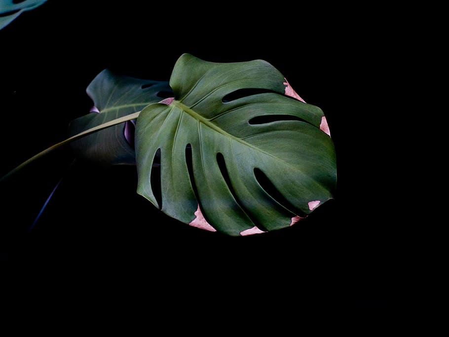 green leafed plant, freshness, black background, studio shot HD wallpaper