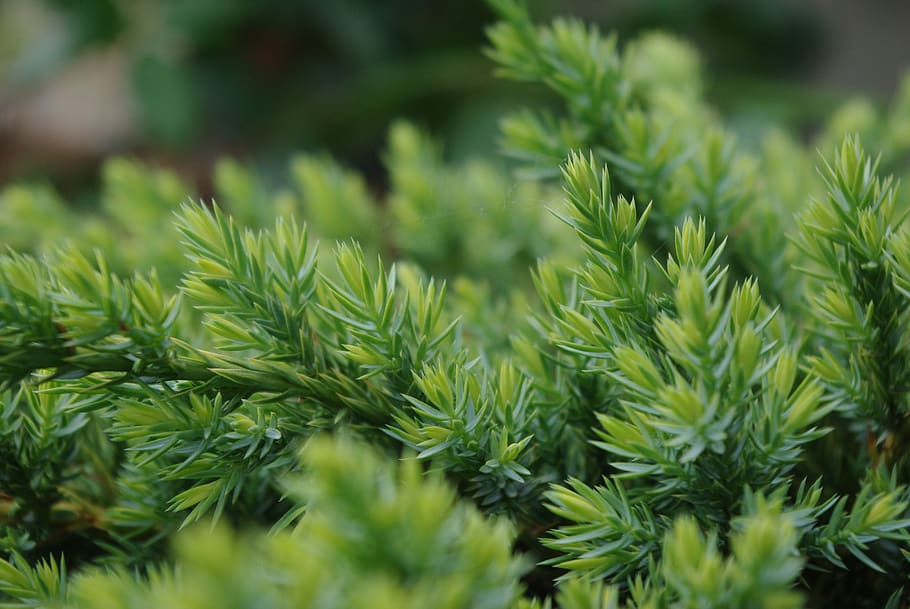 nature, flora, leaf, tree, outdoors, growth, freshness, branch HD wallpaper