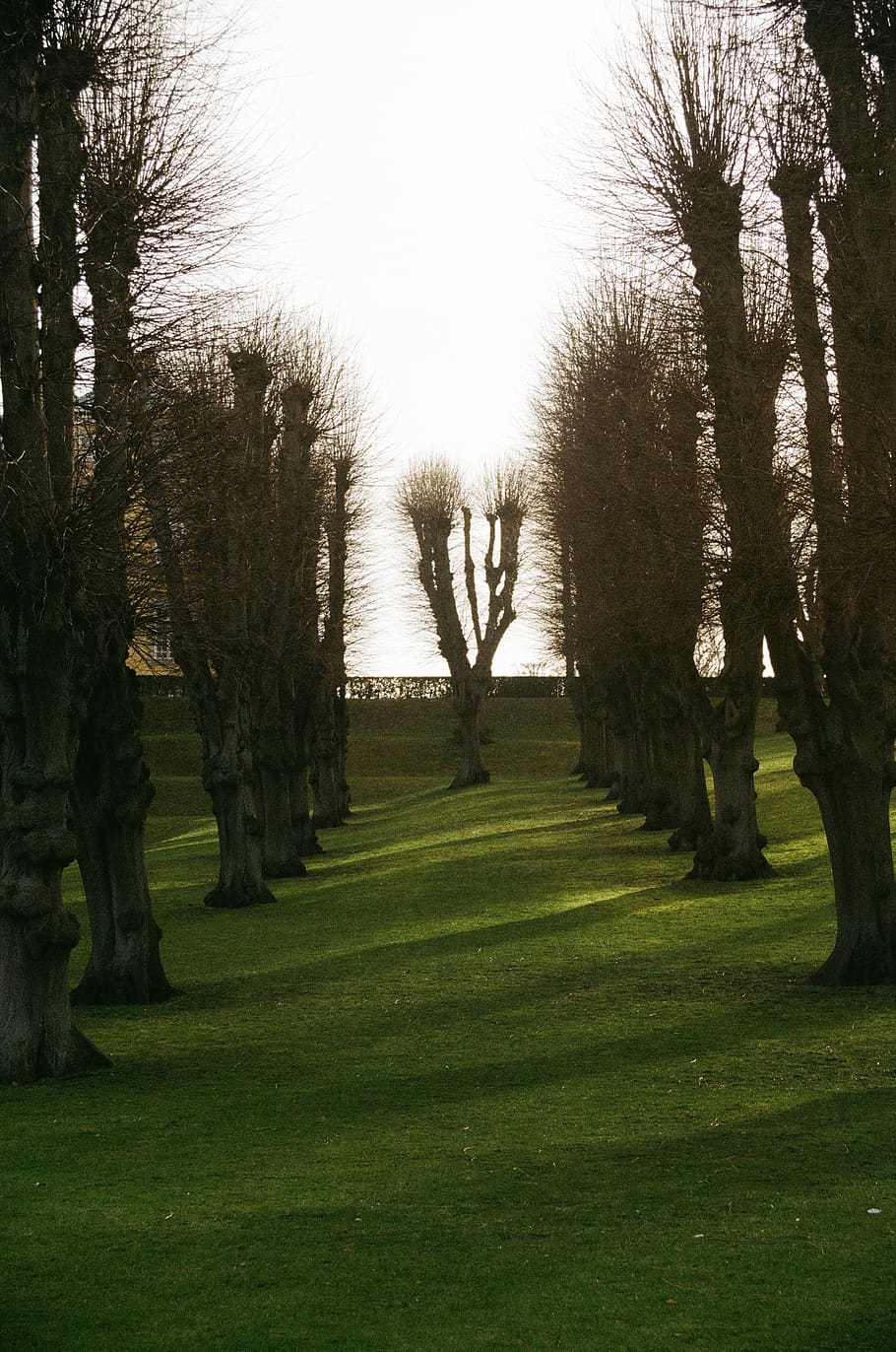 tree, plant, grass, tree trunk, abies, fir, denmark, copenhagen HD wallpaper