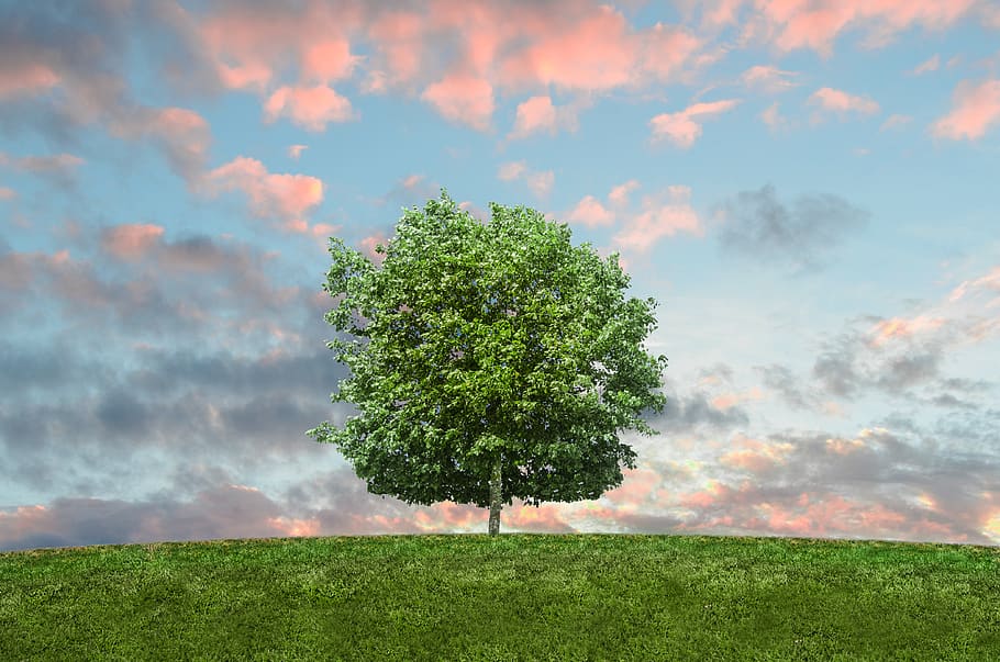 Green Tree during Sunset, clouds, eco, environment, field, grass HD wallpaper