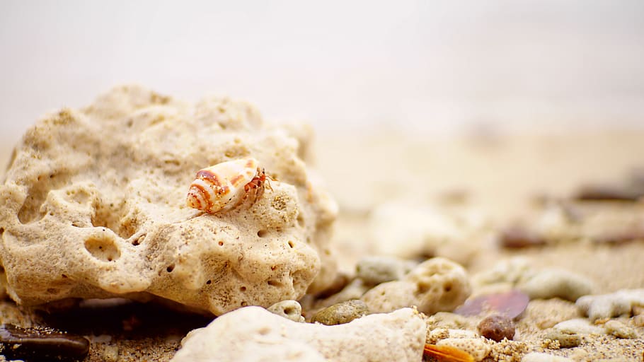 Brown Shell on Stone, blur, blurred background, sand, sea shells HD wallpaper