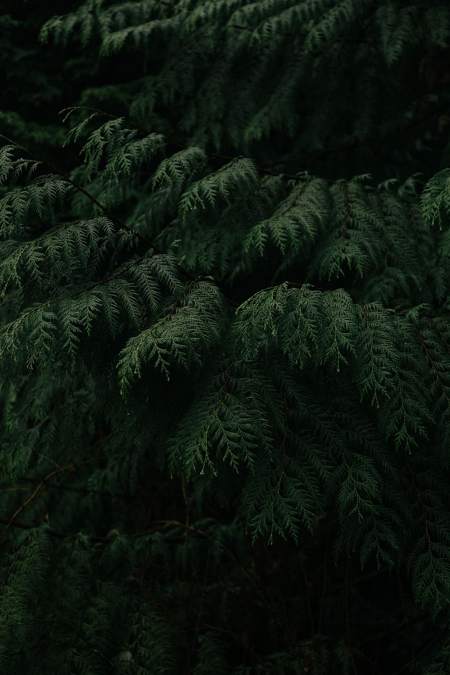 green-leafed tree, plant, growth, green color, no people, beauty in nature HD wallpaper
