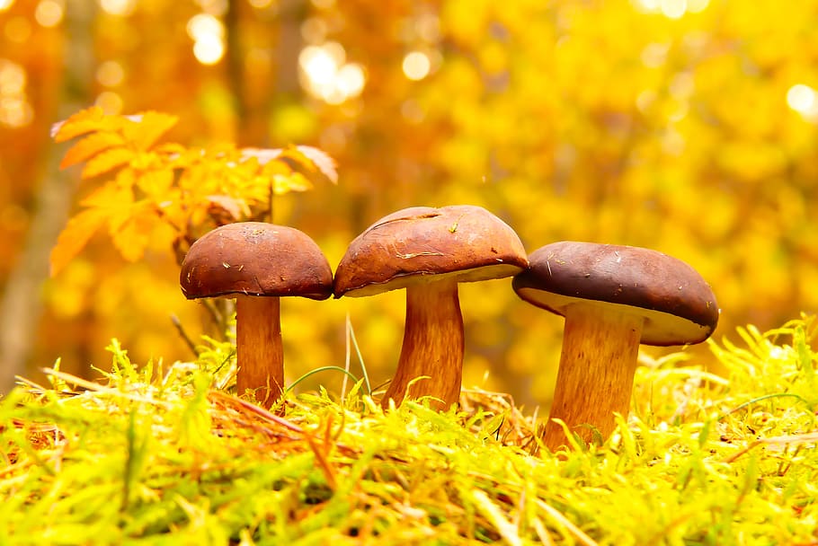 three mushrooms in forest, fungus, plant, agaric, amanita, leaf HD wallpaper