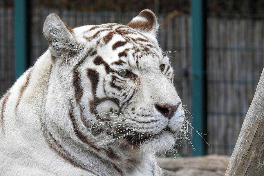 white-tiger, predator, big cat, zoo, rarely, animal themes HD wallpaper
