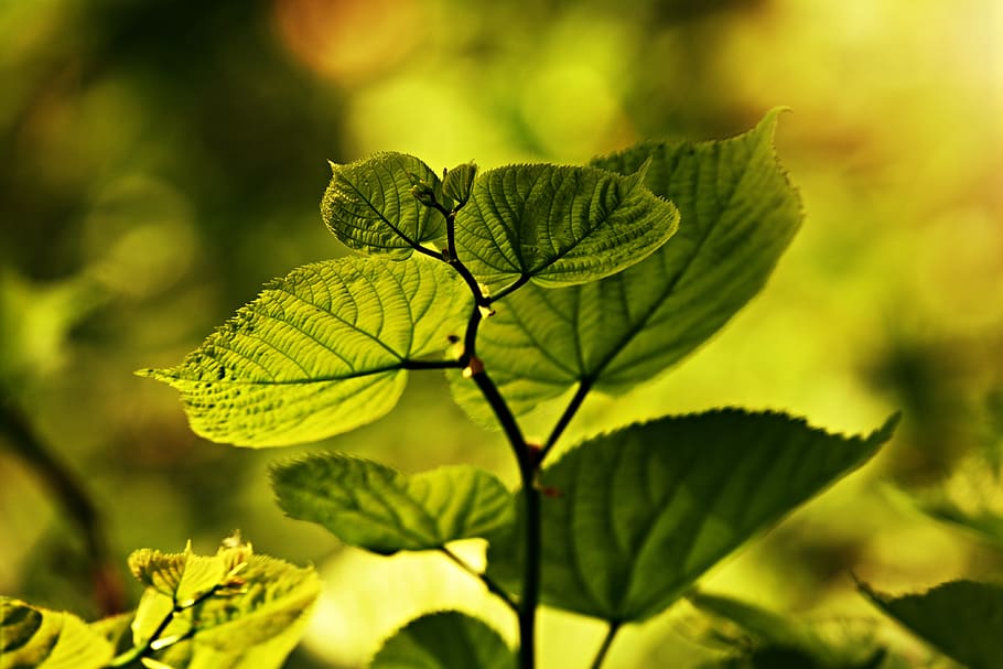 leaf, vein, pattern, twig, foliage, plant, green, ecology, translucent HD wallpaper