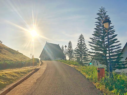 empty road, light, flare, fir, abies, tree, plant, vietnam, tent HD wallpaper