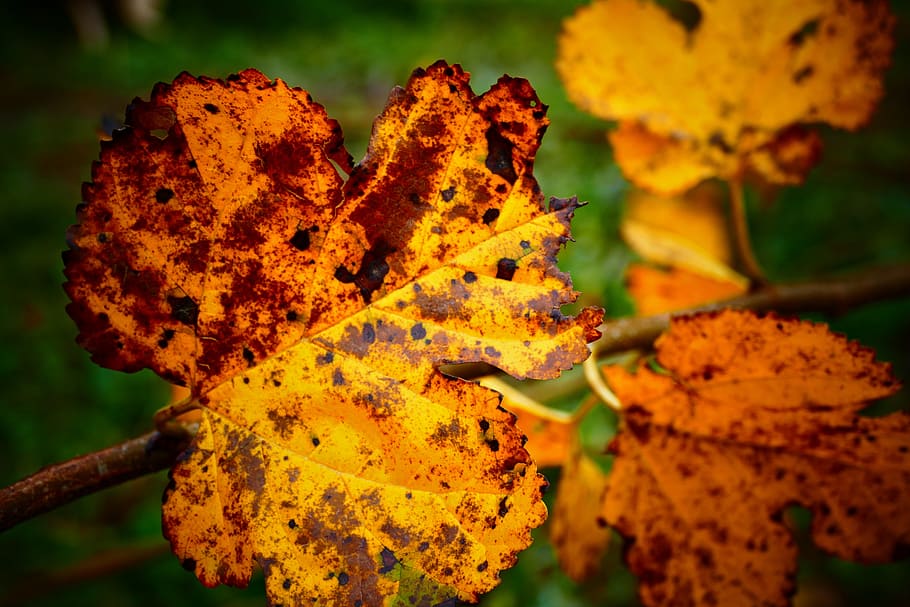 letter, grape, autumn, yellow, close-up, focus on foreground HD wallpaper