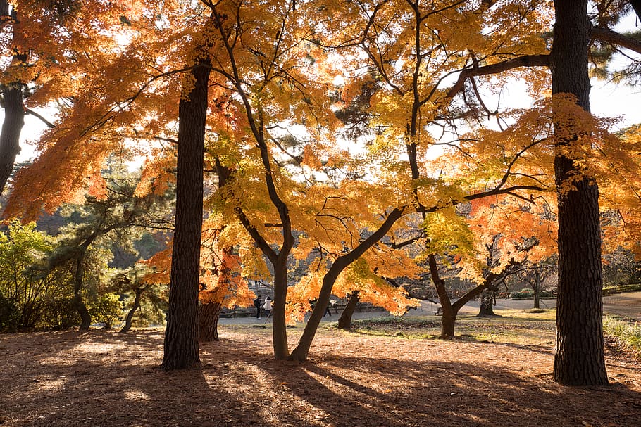 Large trees with orange leaves., plant, autumn, change, beauty in nature HD wallpaper