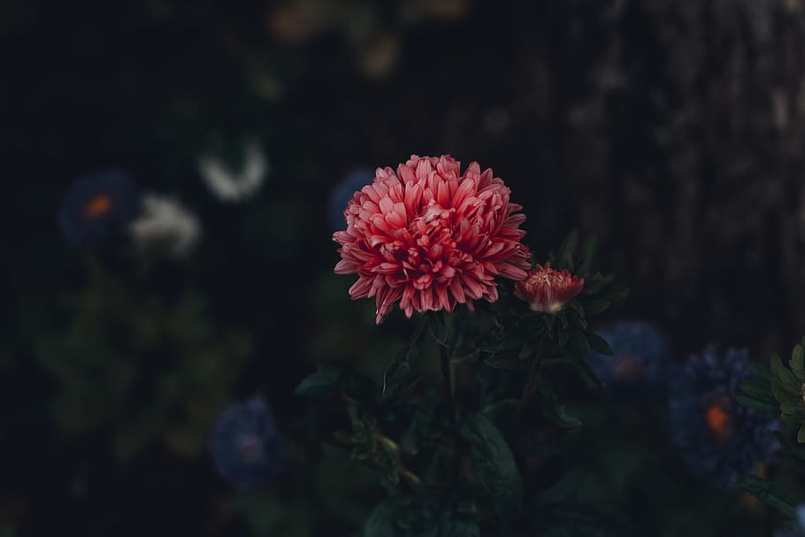 Focus Photography Of Red Petaled Flower, asters, bloom, blossom HD wallpaper