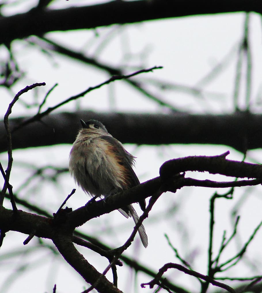 bird, tree, animals, vertebrate, perching, animal themes, branch HD wallpaper