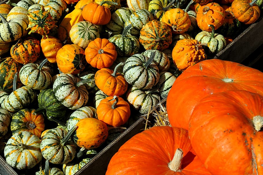 pumpkins, decorative squashes, autumn, kabocha, pumpkin soup HD wallpaper