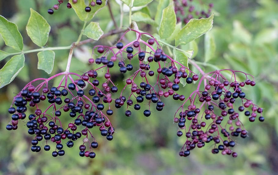 elder, holler, elderberry tree, berries, elderberries, holder bush HD wallpaper
