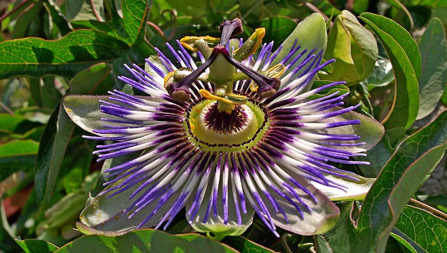 passion, flower, colored, exotic, macro, garden, summer, violet HD wallpaper