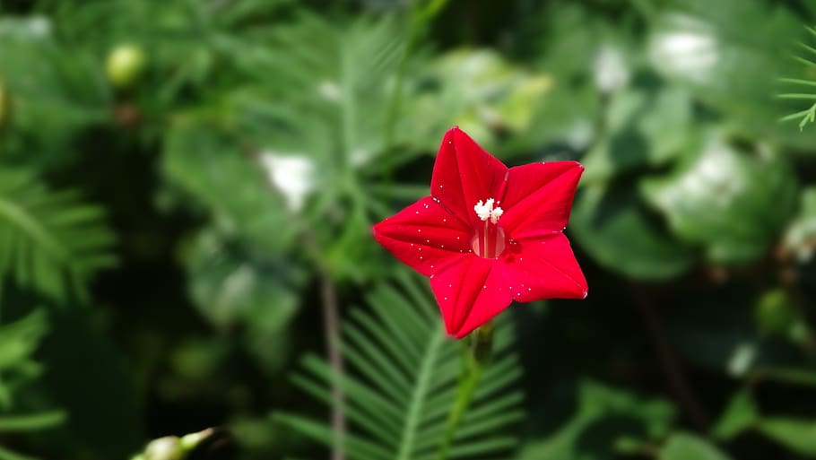 flower, red, bloom, love, blossom, nature, plant, romantic HD wallpaper