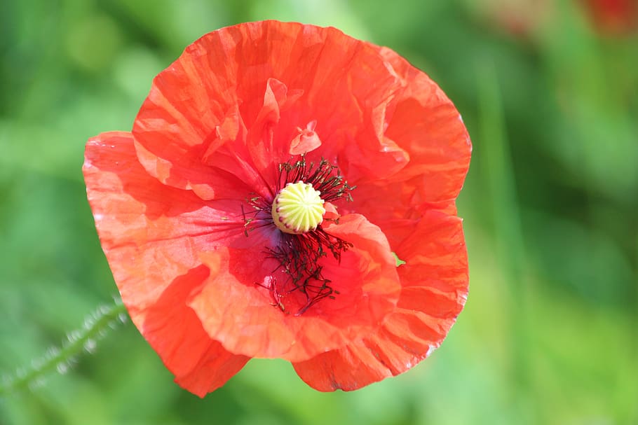 mack, plant, flower, bloom, red, green, stamens, pistil, flora, HD wallpaper