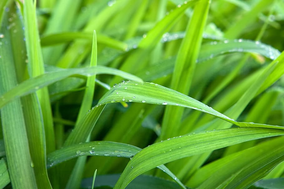 grass, field, turf, background, summer, pattern, green, meadow HD wallpaper
